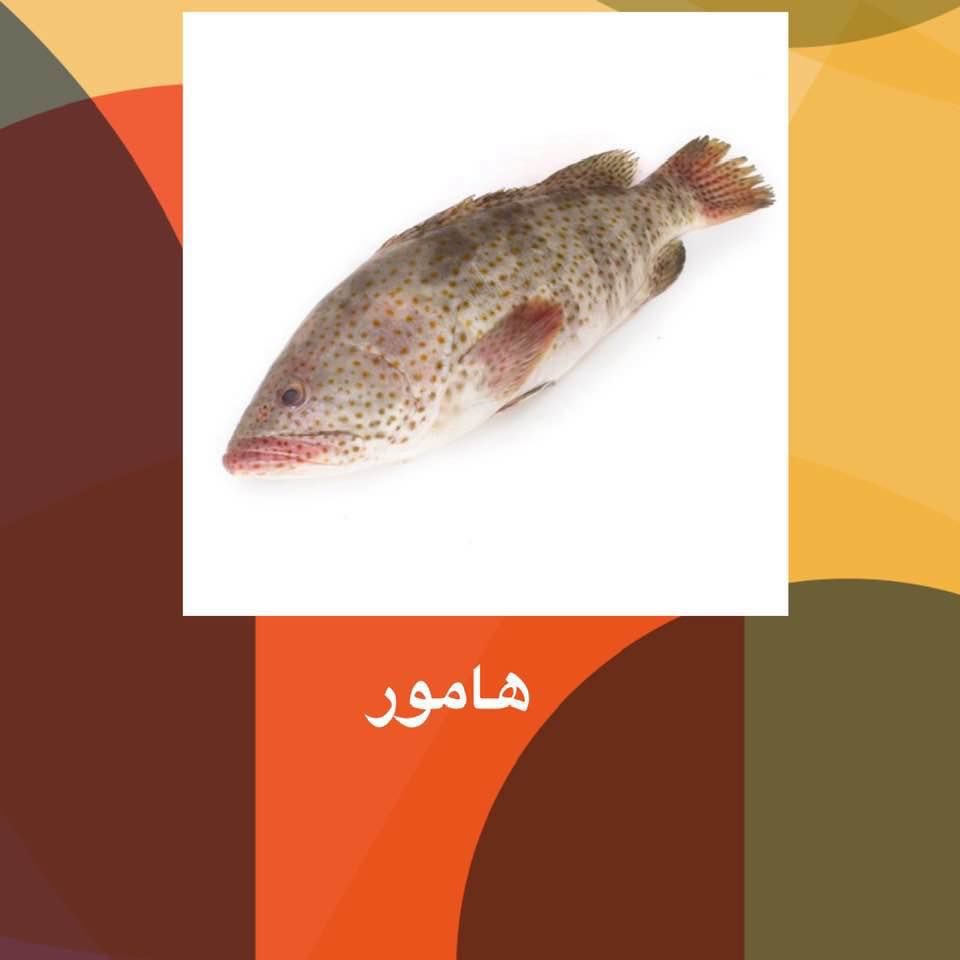Hamour Fish