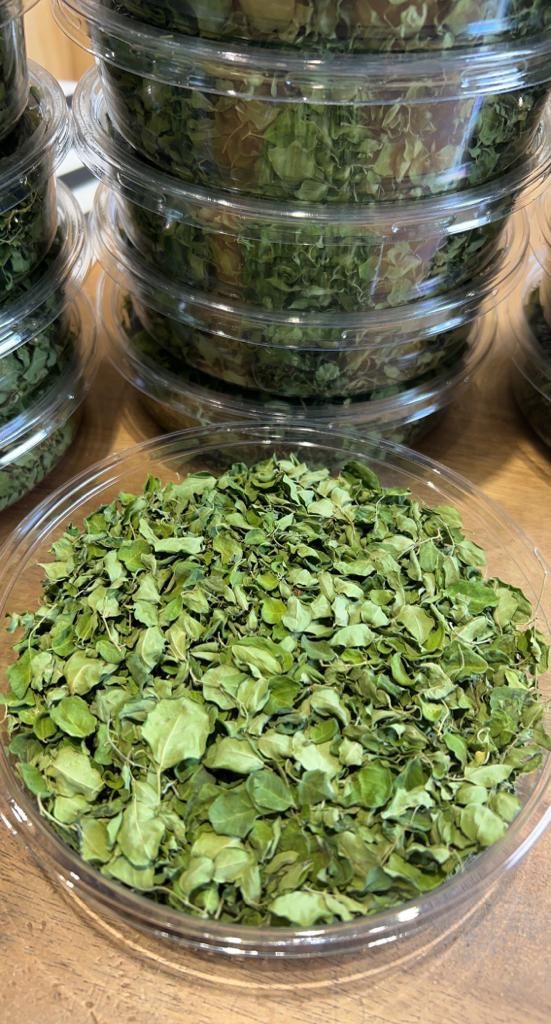 مورينجا