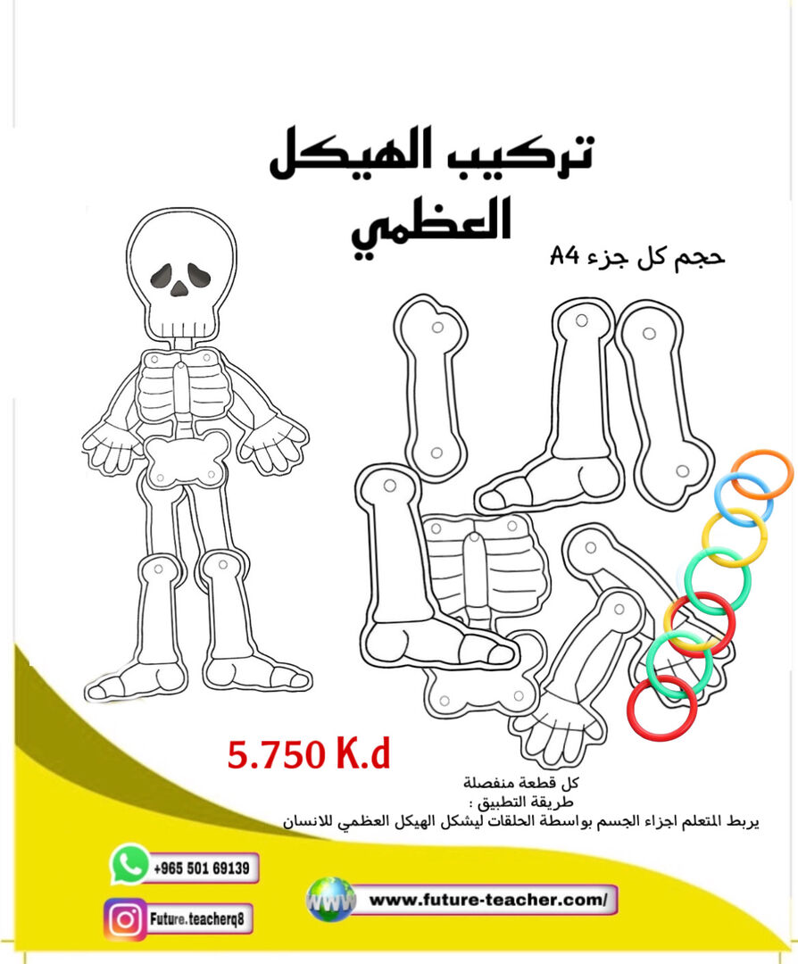 تركيب الهيكل العظمي