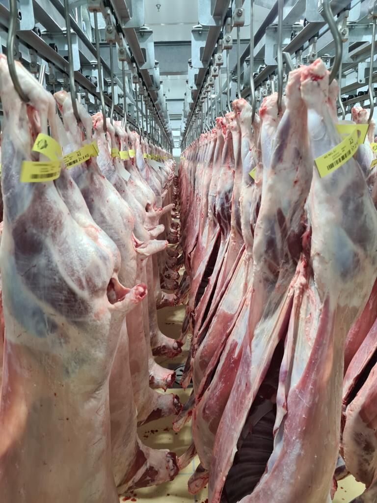 Australian lamb 18 to 19 kg