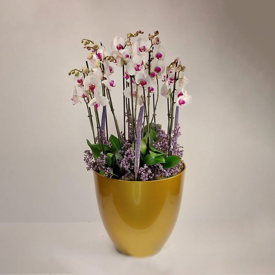 Royal orchid