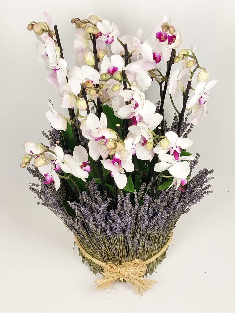 Lavender and orchid