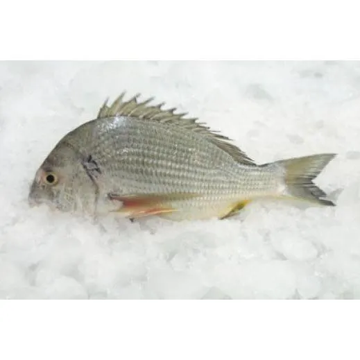 Shaoum Fish