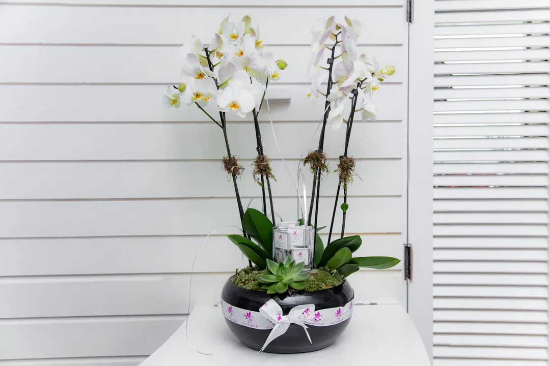 Black Orchids
