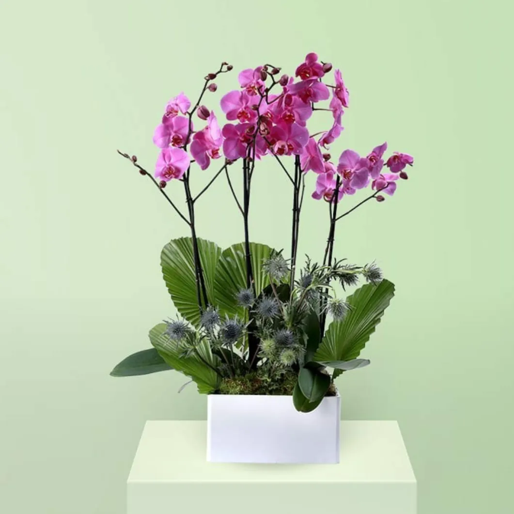PURPLE ORCHID PLANT BOX