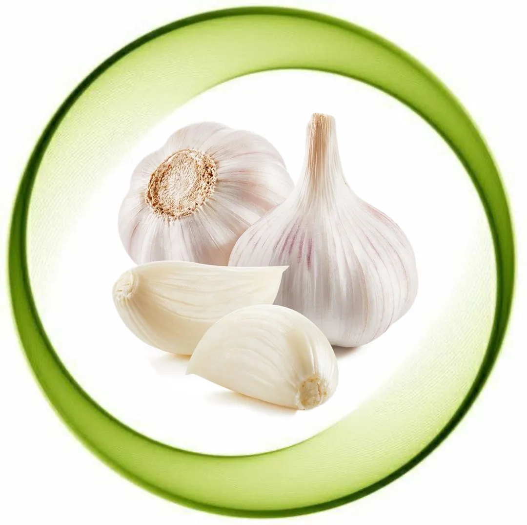 Garlic