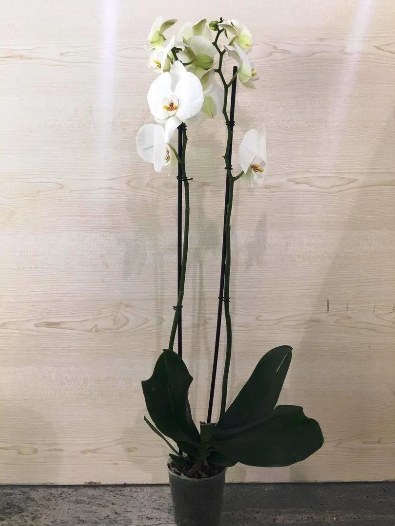 Phalaenopsis orchid plant white
