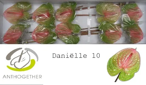 Anthurium Avo Danielle