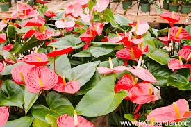 Anthurium