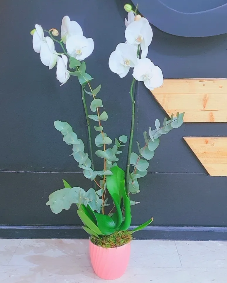 Orchid Plant pink pot