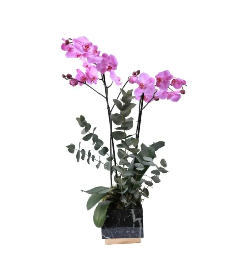 ORCHID PLANT PURPLE-BLACK