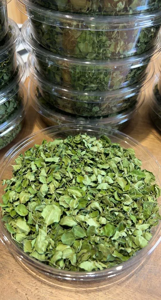 مورينجا
