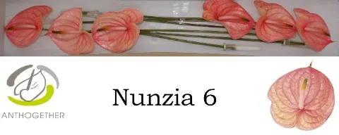 Anthurium Nunzia
