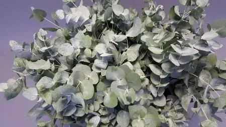 Blad Eucalyptus Cinerea Per Bunch