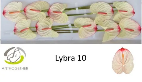 Anthurium Lybra