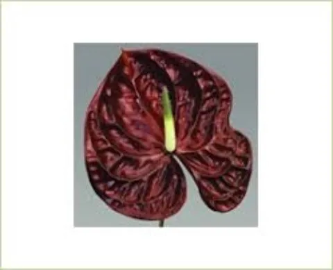 Anthurium Tropic Night 