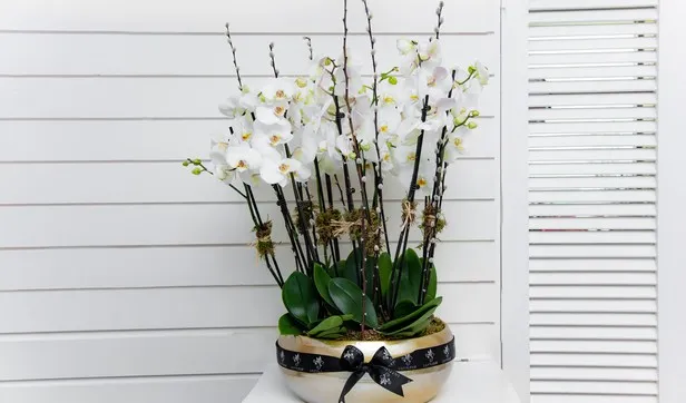 Gold Orchid 3