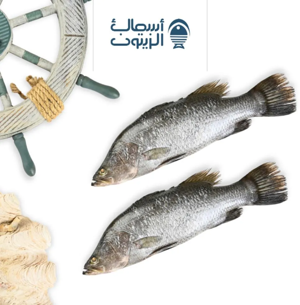 قاروص  كيلو