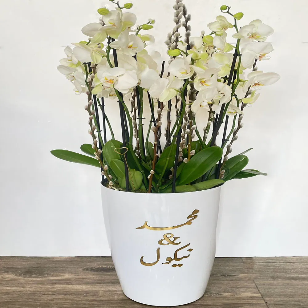 وايت اوركيد