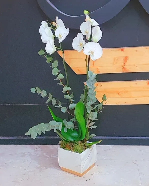 Orchid Plant White Marble Box