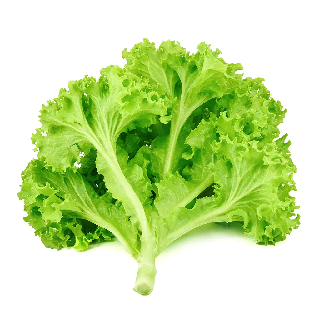 Green Lettuce
