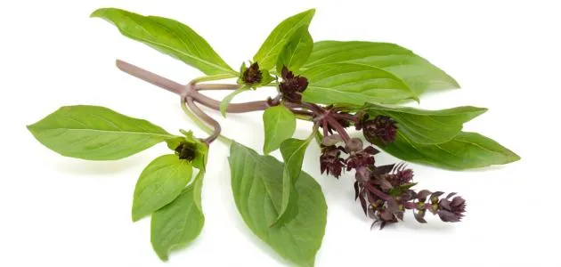 Basil local
