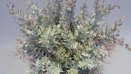 ميموزا باليناه