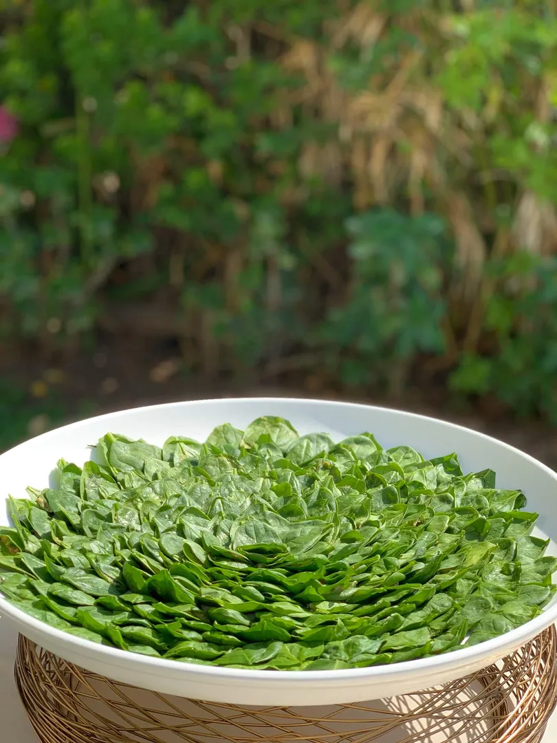 زهرة اللوتس الخضراء 🌱✅