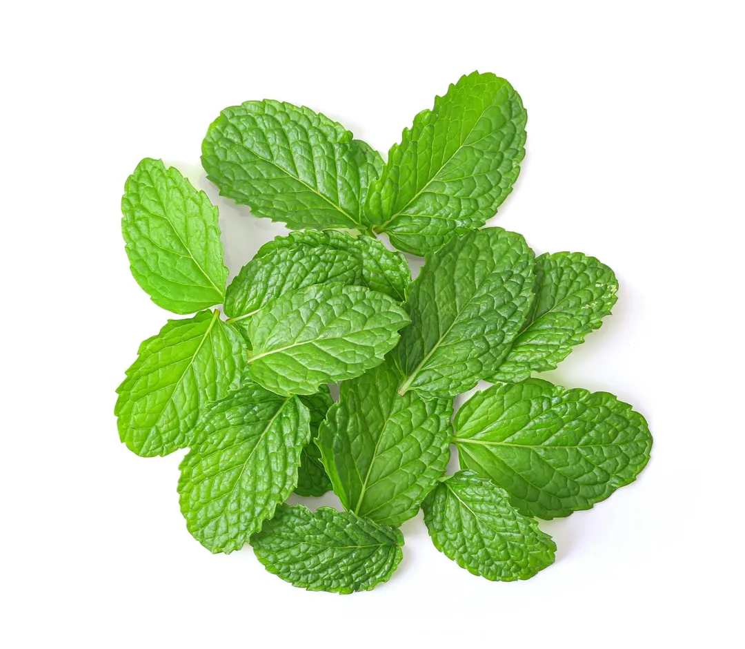 نعناع