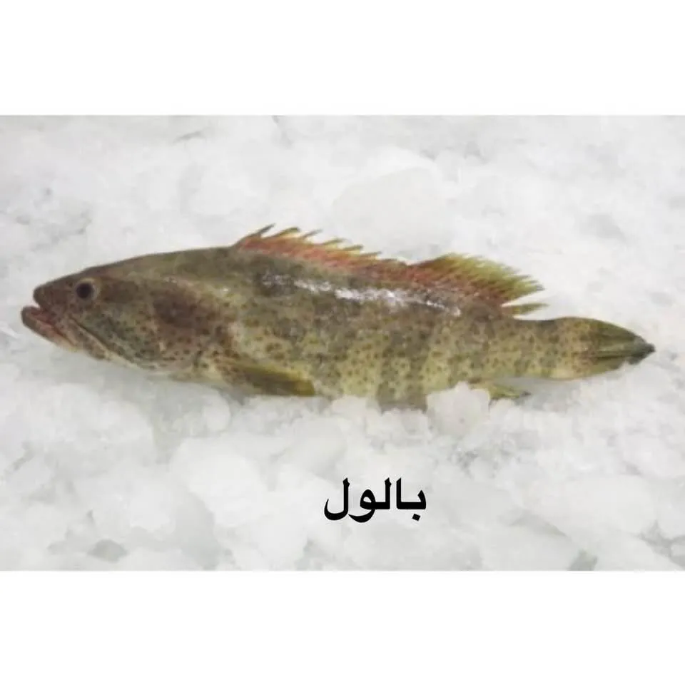 Baloul Fish