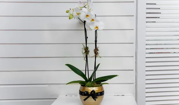 Tesso Orchids