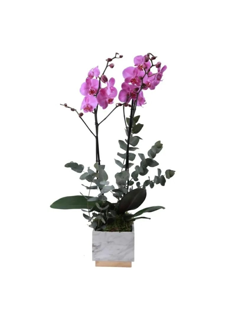 ORCHID PLANT PURPLE-WHITE