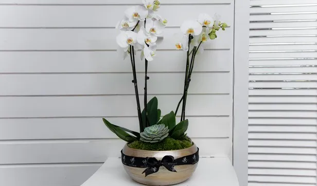 Gold Orchid 2