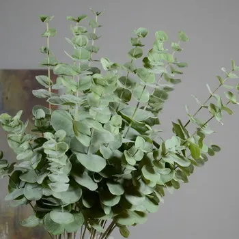 Eucalyptus P Bunch