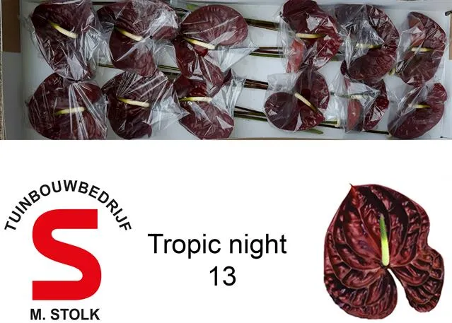Anthurium Tropic Night 13 