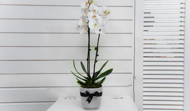 Jard Orchid