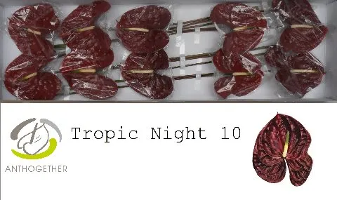 Anthurium Tropic Night 10