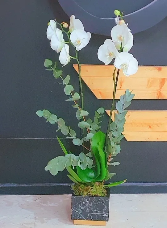 Orchid Plant Black Marble Box
