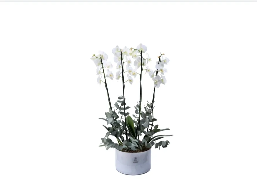MY HEAVEN WHITE PLANT
