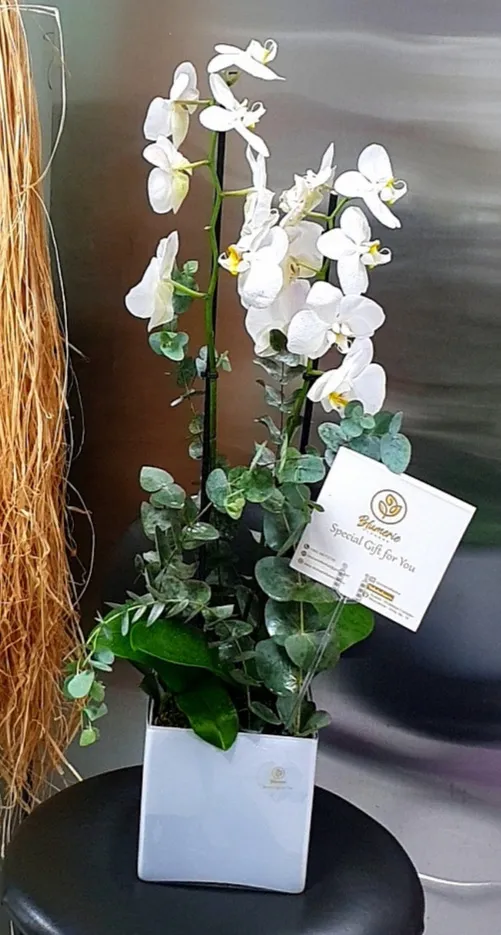 Orchid square white vase