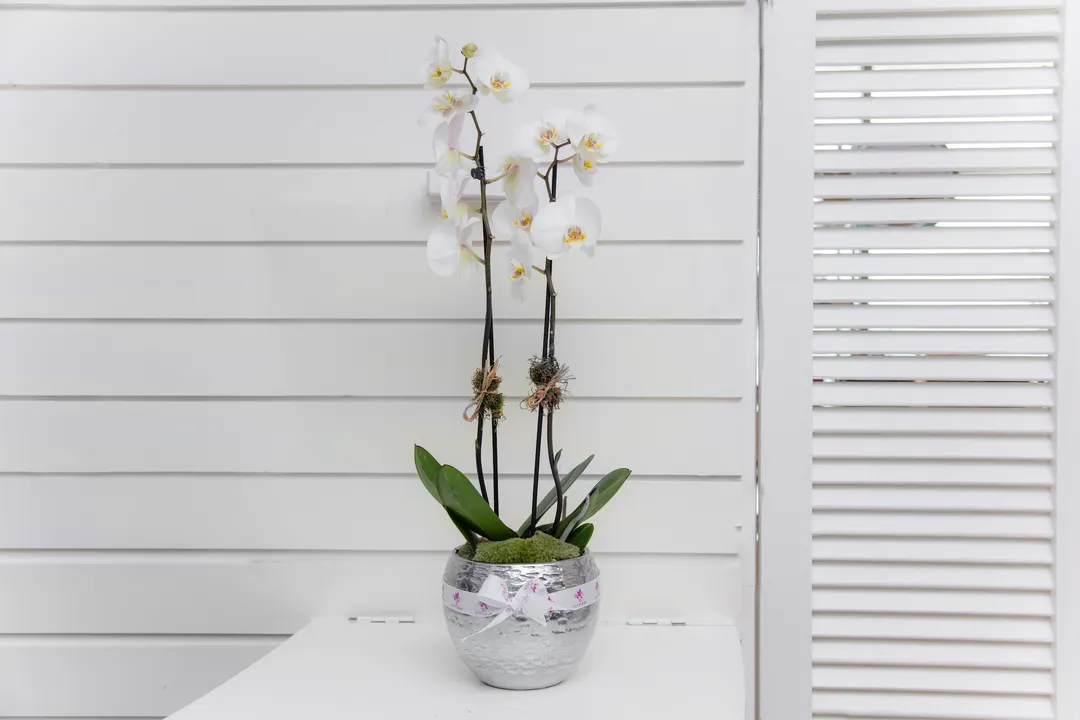 Silver Orchid