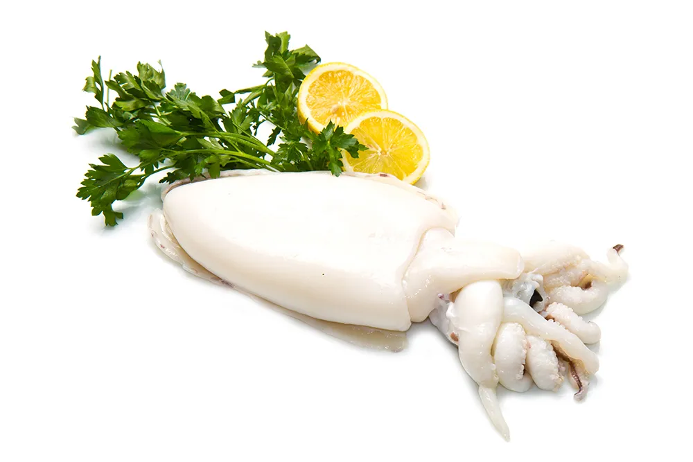 Kilo squid