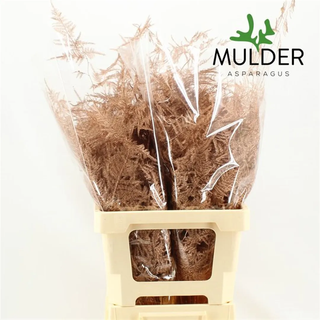 Blad Asparagus Paint Copper