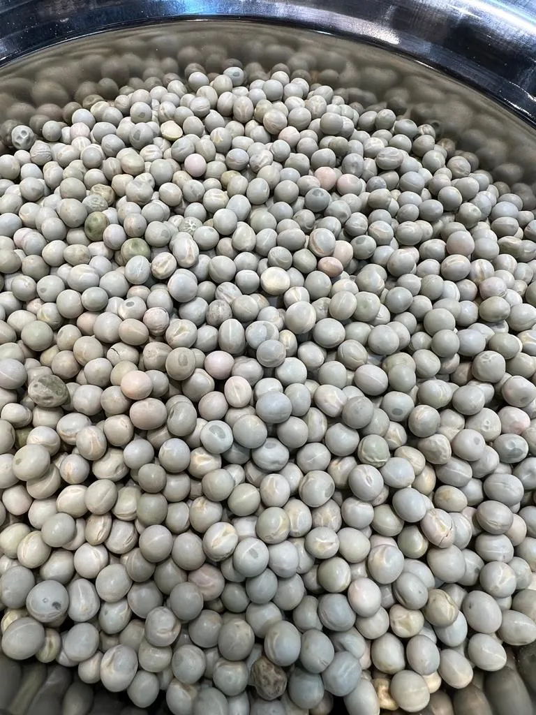 بازيلاء خضراء NO: 191