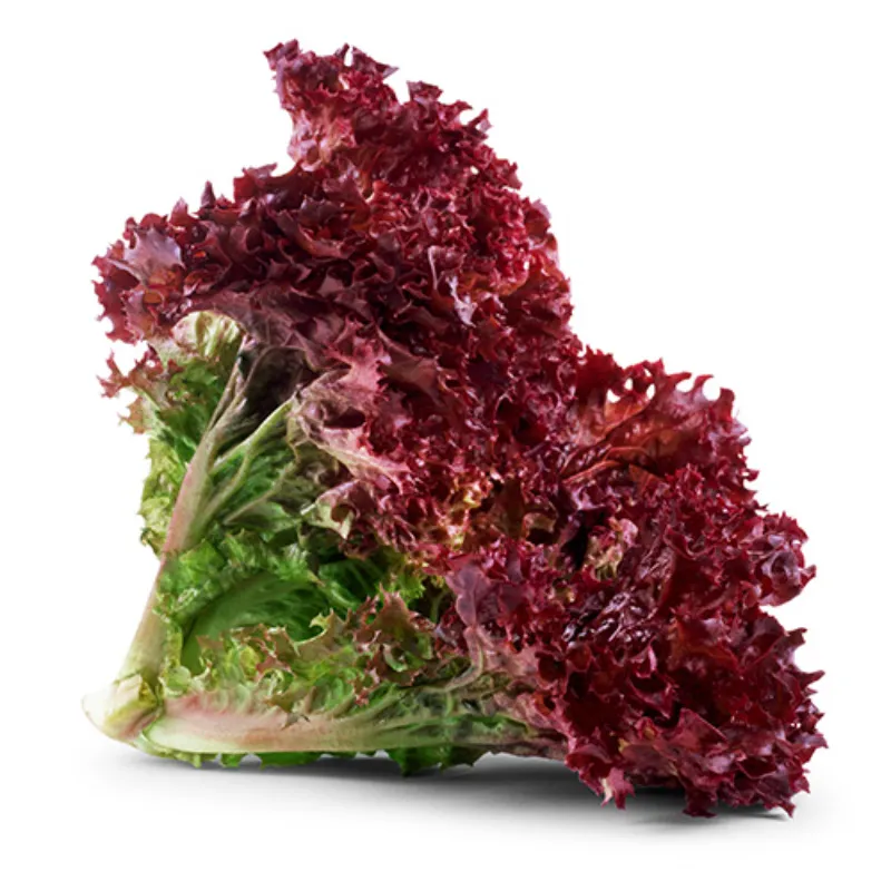 Red lettuce