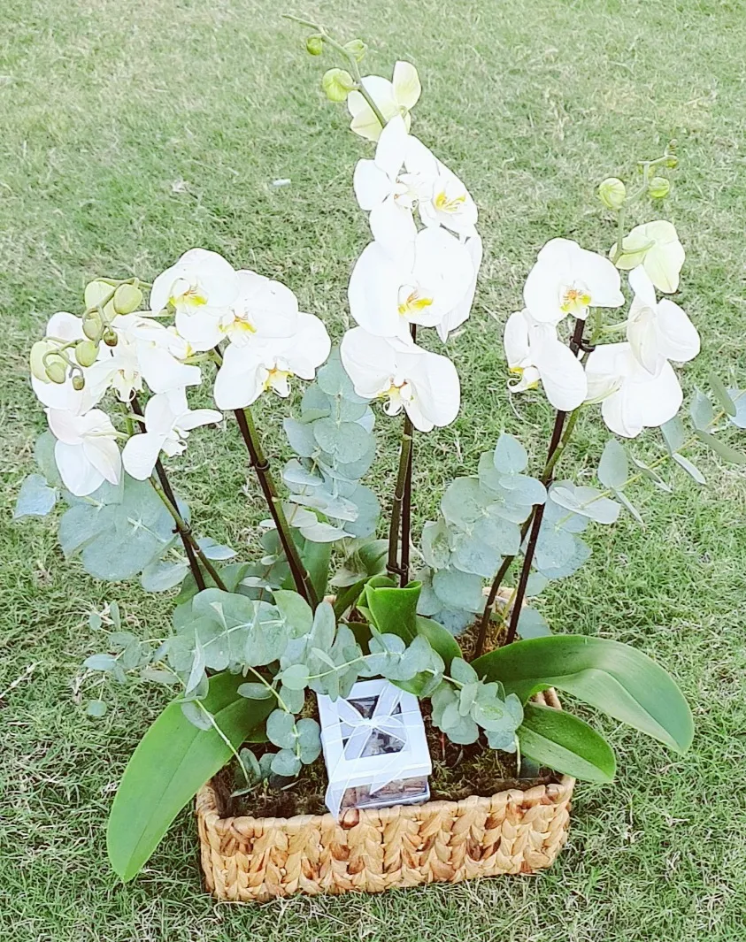 My heaven white basket