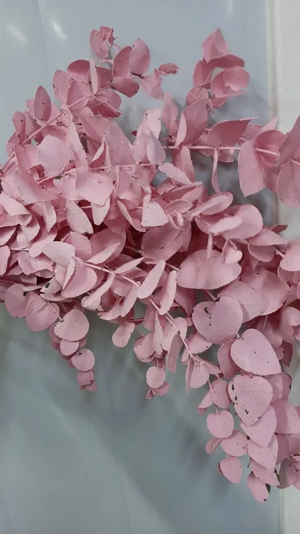 Blad Eucalyptus Cinerea Paint Pink
