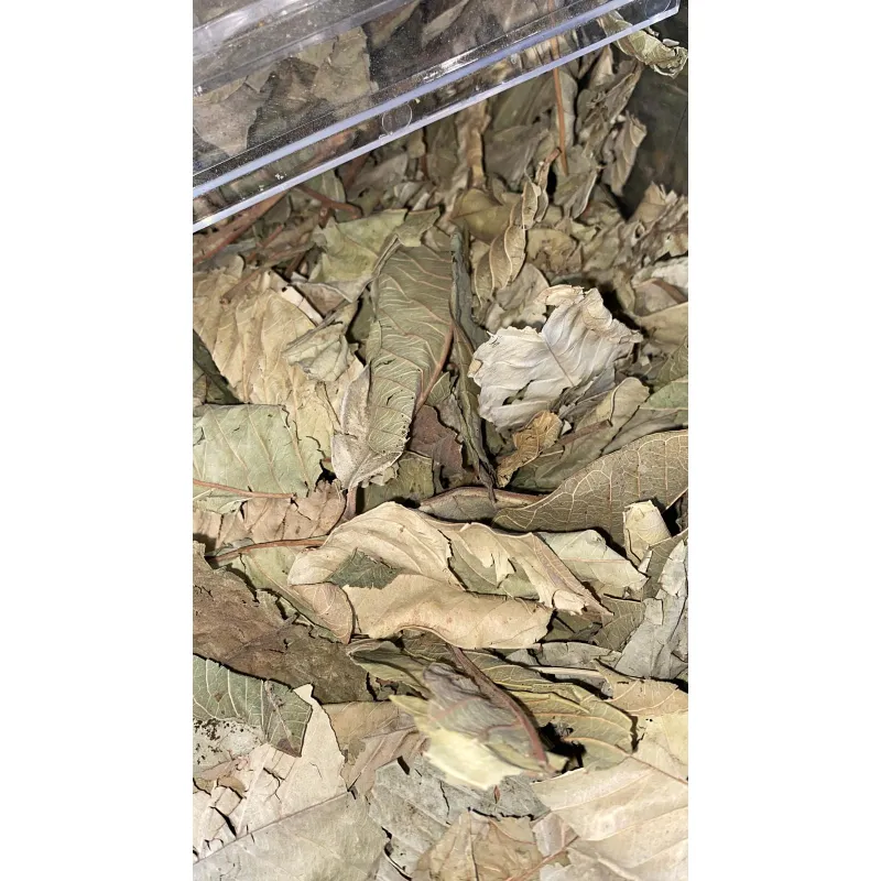 ورق الجوافة