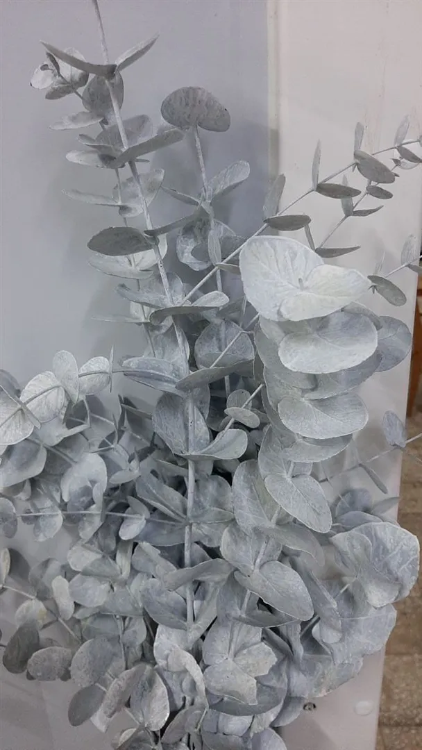 Blad Eucalyptus Cinerea Paint White