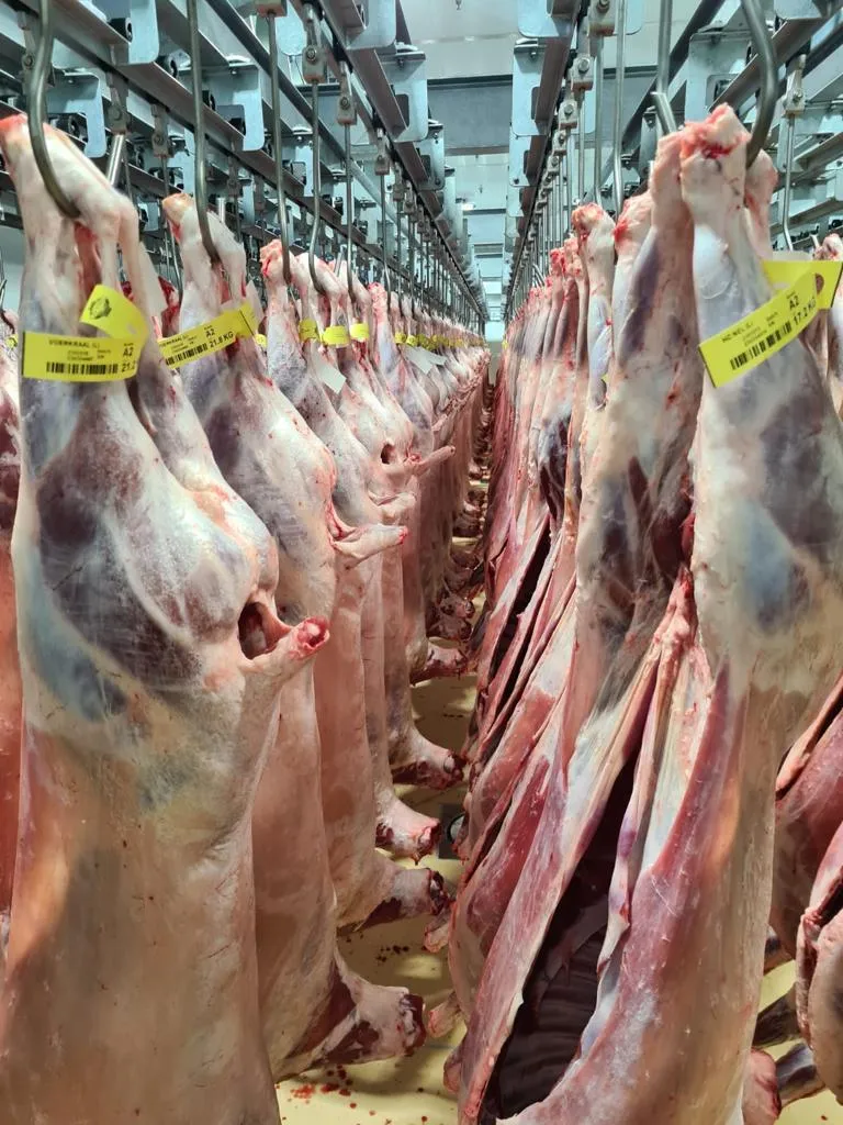 Australia’s lamb 15 to 16 kg